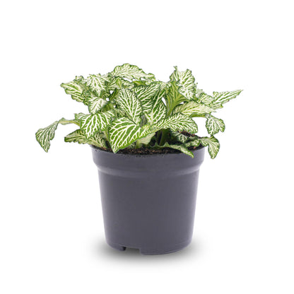 Kamerplant - Fittonia Wit White Tiger - Pot Ø 8cm