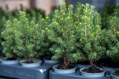 Buitenplant - Picea glauca 'Perfecta' Baby Christmas Tree - Pot Ø 6cm Hoogte ↕ 15-20cm