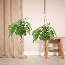 Kamerplant - Kokodama Monstera Minima Hang (Gatenplant) - 2 stuks - Pot Ø 15cm Hoogte ↕ 25cm