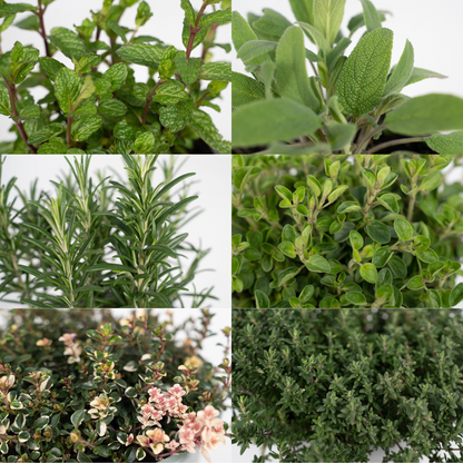 Buitenplant 4x Tuinkruiden Mix - Pot Ø 14cm Hoogte ↕ 18cm