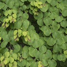 Buitenplant - Cercidiphyllum japonicum - Pot Ø 12cm Hoogte ↕ 35cm