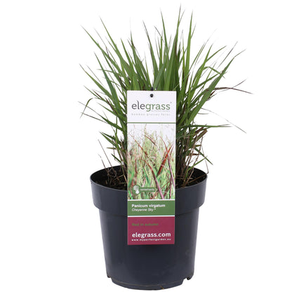 Buitenplant - Panicum virgatum 'Cheyenne Sky' - Pot Ø 23cm Hoogte ↕ 60cm
