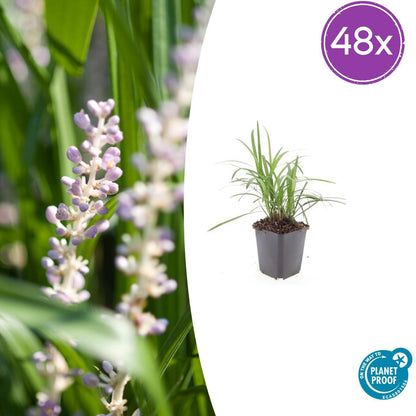 Buitenplant 48x Liriope muscari 'Monroe White' - Bloeiend - Pot Ø 9cm Hoogte ↕ 10-25cm