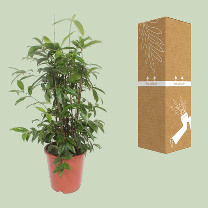 Kamerplant - Dracaena Surculosa - Pot Ø 27cm Hoogte ↕ 110cm