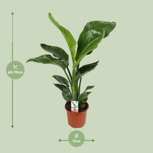 Kamerplant - Strelitzia Nicolai - Pot Ø 17cm Hoogte ↕ 70cm