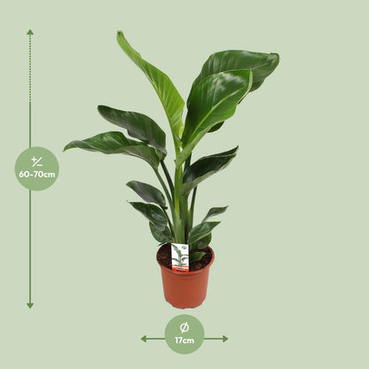 Kamerplant - Strelitzia Nicolai - Pot Ø 17cm Hoogte ↕ 70cm