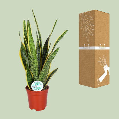 Kamerplant - Sansevieria Trifasciata Laurentii - Pot Ø 17cm Hoogte ↕ 60cm