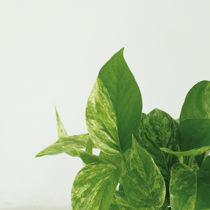 Kamerplant 4x Epipremnum Marble Queen - Pot Ø 12cm Hoogte ↕ 15cm
