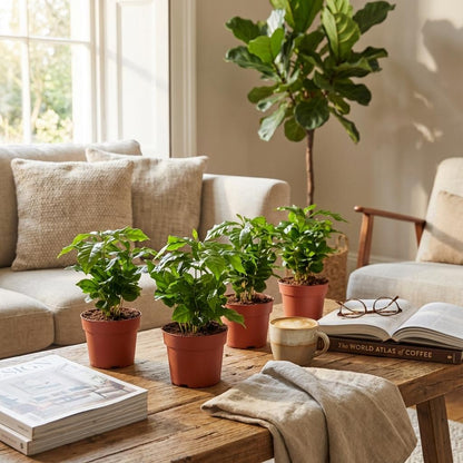 Kamerplant 4x Coffea Arabica Koffieplant - Pot Ø 12cm Hoogte ↕ 25cm