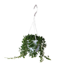 Kamerplant - Senecio Herreianus - Pot Ø 11cm Hoogte ↕ 25cm