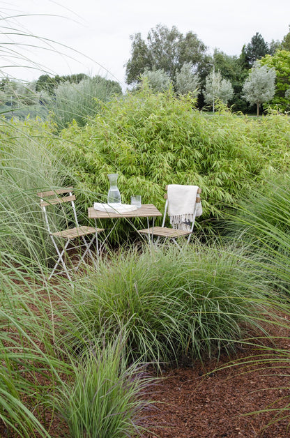 Buitenplant - Fargesia rufa - Niet-woekerende bamboe - Pot Ø 14cm Hoogte ↕ 40cm