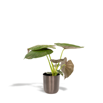 Kamerplant - Alocasia Wentii - Inclusief sierpot - Pot Ø 19cm Hoogte ↕ 65cm