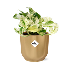 Kamerplant - Epipremnum Pinnatum Happy Leaf - Pot Ø 14cm