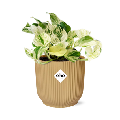 Kamerplant - Epipremnum Pinnatum Happy Leaf - Pot Ø 14cm
