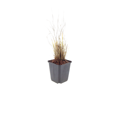 Buitenplant 12x Calamagrostis brachytricha - Pot Ø 9cm Hoogte ↕ 10-25cm