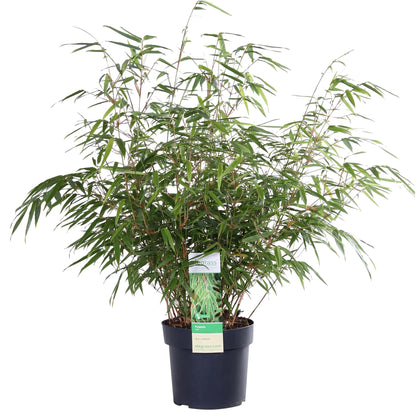 Buitenplant - Fargesia rufa - Niet-woekerende bamboe - Pot Ø 29cm Hoogte ↕ 80cm