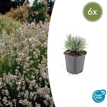 Buitenplant 6x Lavandula int. 'Edelweiss' - Bloeiend - Pot Ø 9cm Hoogte ↕ 10-25cm