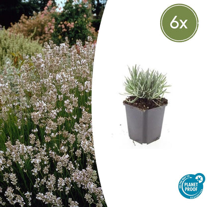 Buitenplant 6x Lavandula int. 'Edelweiss' - Bloeiend - Pot Ø 9cm Hoogte ↕ 10-25cm