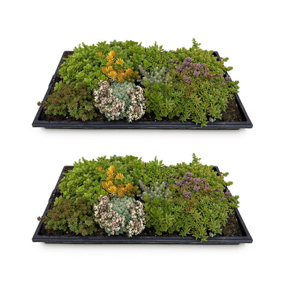 Buitenplant 2x Sedum mat - Bodembedekker Winterhard - 10 Soorten - Lengte 50cm Breedte 30cm