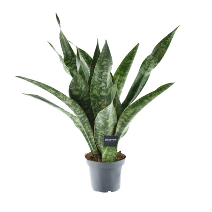 Kamerplant - Sansevieria Aubrytniana Dragon - Pot Ø 14cm Hoogte ↕ 55cm