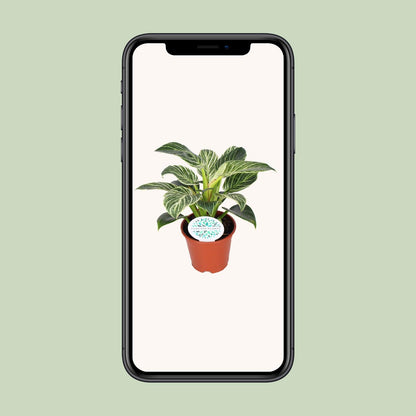 Kamerplant - Philodendron Birkin - Pot Ø 14cm Hoogte ↕ 25cm