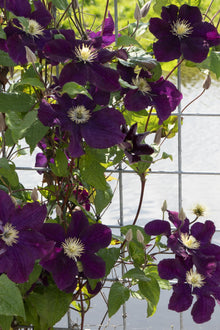 Buitenplant 4x Clematis 'Warszawska Nike' - Bloeiend, Klimplant - Pot Ø 15cm Hoogte ↕ 65cm