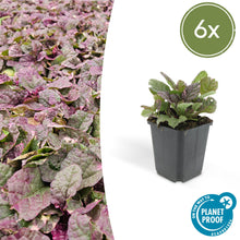 Buitenplant 6x Ajuga reptans 'Burgundy Glow' - Bloeiend - Pot Ø 9cm Hoogte ↕ 10-25cm