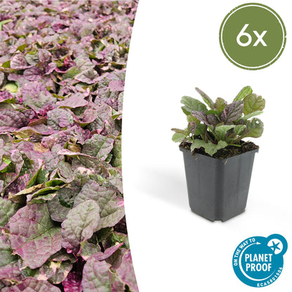 Buitenplant 6x Ajuga reptans 'Burgundy Glow' - Bloeiend - Pot Ø 9cm Hoogte ↕ 10-25cm