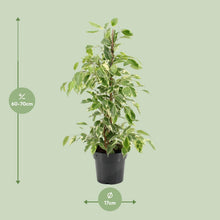 Kamerplant - Ficus Benjamina Golden King - Pot Ø 17cm Hoogte ↕ 70cm