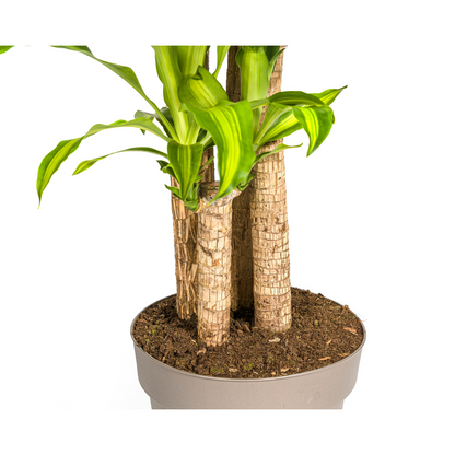 XL kamerplant - Dracaena Fragrans Massangeana - Pot Ø 30cm Hoogte ↕ 170-190cm