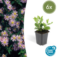 Buitenplant 6x Aster ageratoides 'Asran' - Bloeiend - Pot Ø 9cm Hoogte ↕ 10-25cm