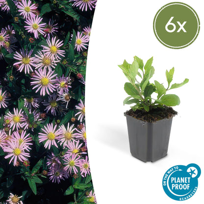 Buitenplant 6x Aster ageratoides 'Asran' - Bloeiend - Pot Ø 9cm Hoogte ↕ 10-25cm