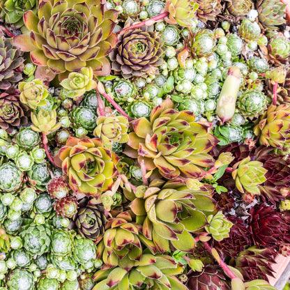 Buitenplant 8x Sempervivum Big Sam - Winterhard - Pot Ø 14cm Hoogte ↕ 17cm