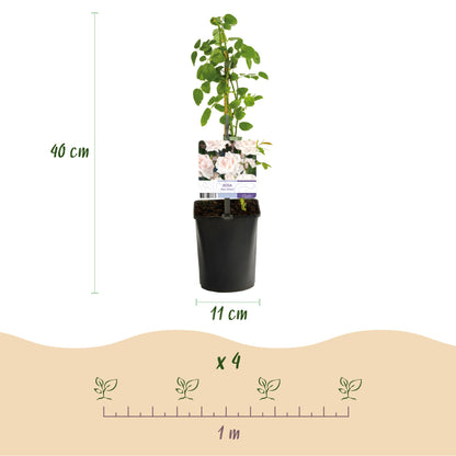 Buitenplant 2x Rosa 'New Dawn' - Klimroos - Bloeiend - Pot Ø 11cm Hoogte ↕ 40cm
