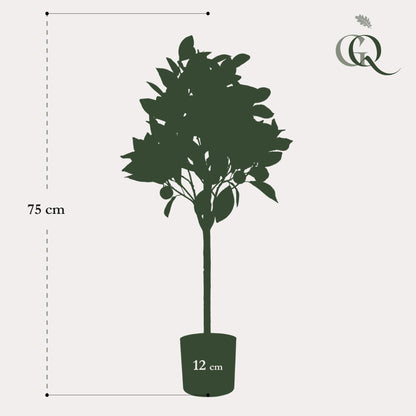 Kunstplant - Citrus Sinensis - Sinaasappelboom - Hoogte ↕ 75cm