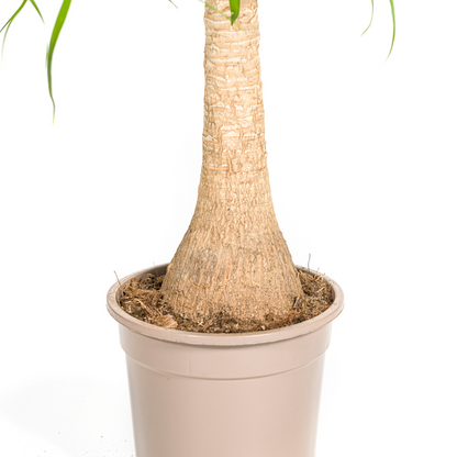 Kamerplant - Beaucarnea Recurvata - Pot Ø 21cm Hoogte ↕ 60-80cm