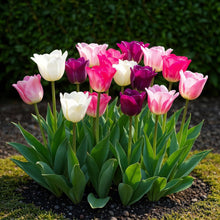 Buitenplant - Tulp Pastel mix - Bloeiend - 12 bollen Bolmaat 11/12