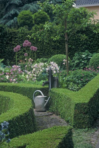 Buitenplant 6x Buxus Sempervirens - Pot Ø 9cm Hoogte ↕ 10-25cm