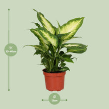 Kamerplant - Dieffenbachia Camilla - Pot Ø 12cm Hoogte ↕ 35cm