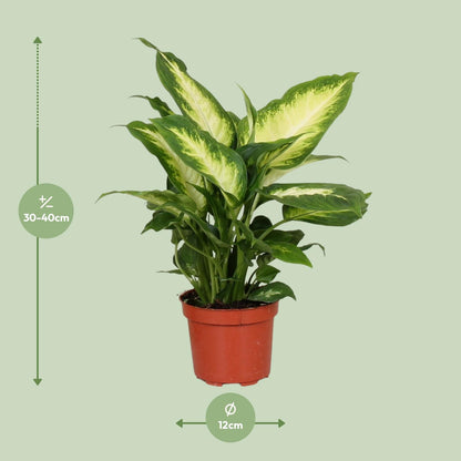 Kamerplant - Dieffenbachia Camilla - Pot Ø 12cm Hoogte ↕ 35cm