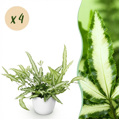 Kamerplant 4x Pteris cretica Albolineata - Lintvaren - Pot Ø 12cm Hoogte ↕ 20cm