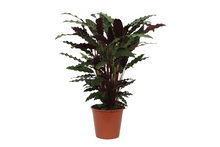 Kamerplant - Calathea Wavestar - Pot Ø 19cm Hoogte ↕ 80cm