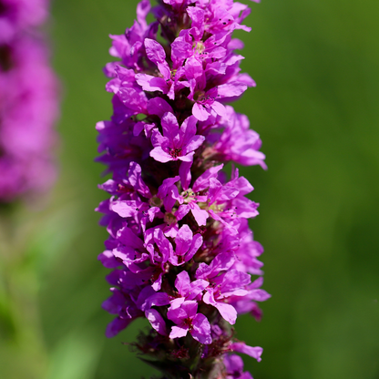 24x Lythrum salicaria - ↕10-25cm - Ø9cm