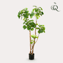 Kunstplant - Polyscias Aralia - Hoogte ↕ 135cm