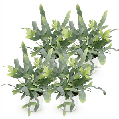 Kamerplant 4x Phlebodium aureum Blue Star - inclusief pot wit - Pot Ø12cm Hoogte ↕ 25cm