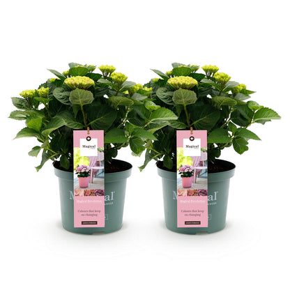 Buitenplant 2x Hydrangea Magical Revolution Pink - Bloeiend - Pot Ø 23cm Hoogte ↕ 55cm