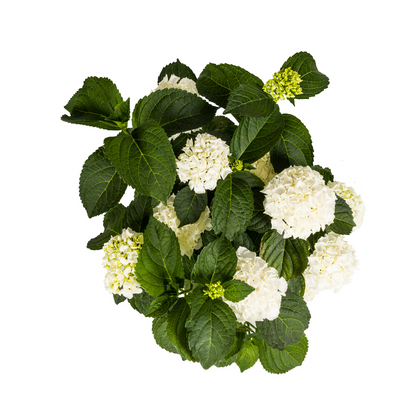 Buitenplant - Hydrangea Macrophylla White - Bloeiend - Pot Ø 24cm Hoogte ↕ 70-80cm