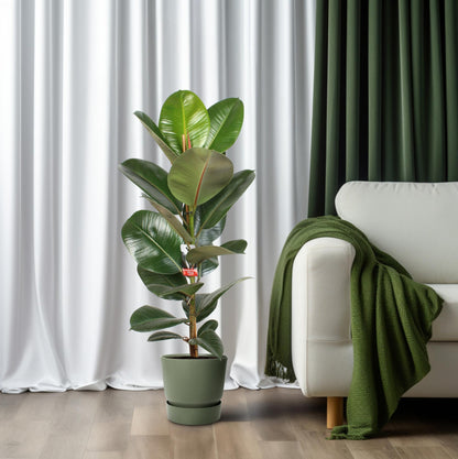 Kamerplant - Ficus Elastica Robusta - Hoogte ↕ 35-95cm