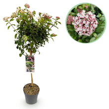 Buitenplant - Viburnum tinus 'Eve Price' op stam - Bladhoudend - Pot Ø 19cm Hoogte ↕ 90cm