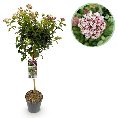 Buitenplant - Viburnum tinus 'Eve Price' op stam - Bladhoudend - Pot Ø 19cm Hoogte ↕ 90cm